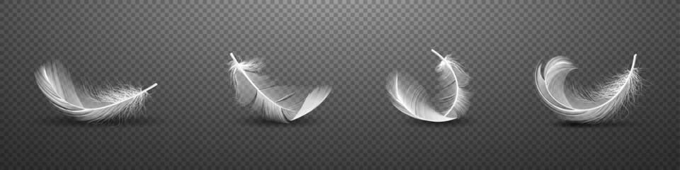 Realistic white feather vector illustration. Detailed white feather design