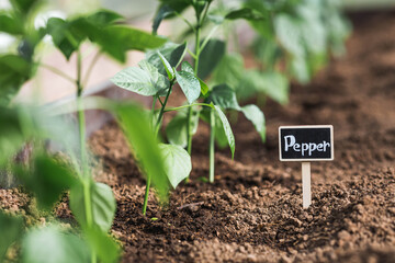 A sign with the inscription pepper. Seedlings of bell peppers are planted in the ground in a greenhouse. The concept of spring planting of vegetables and farming.