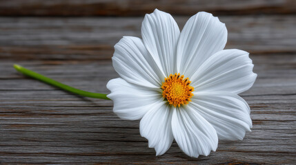 Fototapeta premium A beautiful white cosmos flower with a bright yellow center rests gently upon a rustic wooden surface, its delicate petals creating a serene and natural still life.