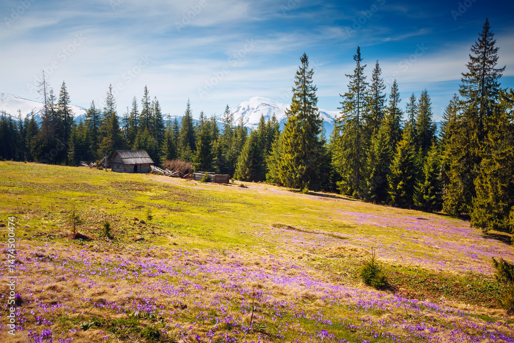 Aufkleber Spectacular field with magical crocuses shining in the sun of early spring. Carpathian mountains, Ukraine, Europe.