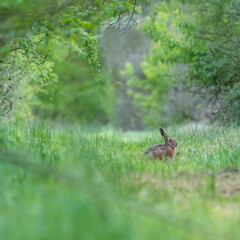 Ein Hase im Gras