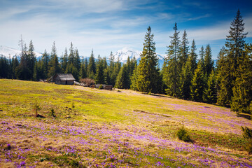 Spectacular field with magical crocuses shining in the sun of early spring. Carpathian mountains,...