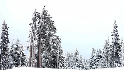 Snow-Covered Coniferous Trees and Birds in Winter Landscape - Powered by Adobe