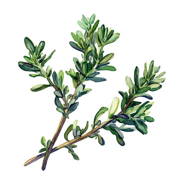 watercolor thyme sprigs on white background clip art preview