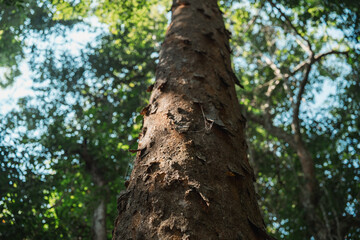 Close up of tree trunk in lush forest symbolizing world environment day sustainable living and conservation of natural resources for future generations