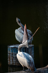 funny Birds playing a water splash in nature summer, wildlife animal scene in motion of freedom moment on water basin sink