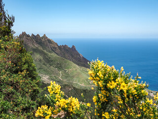 Landscape in Tenerife island from Spain in Springtime
