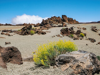 Landscape in Tenerife island from Spain in Springtime