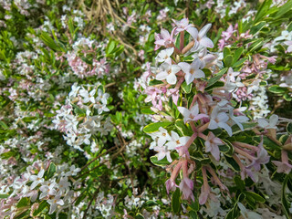 Spring Bloom in Botanical Park
