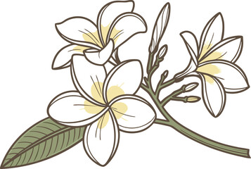Jasmine Flower Colored Design Illustration. Jasmine Flower Digital Art Design. Jasmine Bloom Colored Clipart Drawing. Jasmine Flower Flat Style Design