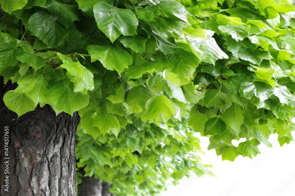 Aufkleber lush green leaves of a maple tree swaying gently in the breeze during a sunny afternoon in a park