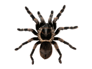 Tarantula spider isolated on transparent background, realistic style, png