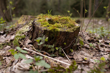 moss grows on trees in the forest, nature wakes up after winter,an ecologically clean place, no pollution,fresh air,woodlands for nature walks