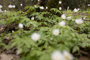 spring flowers grow in the forest, nature wakes up after winter,an ecologically clean place, no pollution,fresh air,woodlands for nature walks