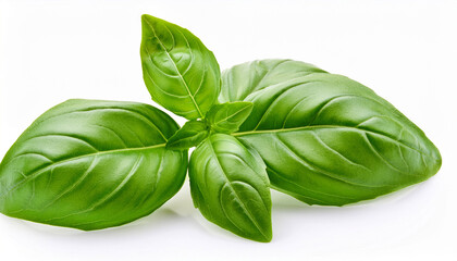 fresh green basil leaves isolated on white background