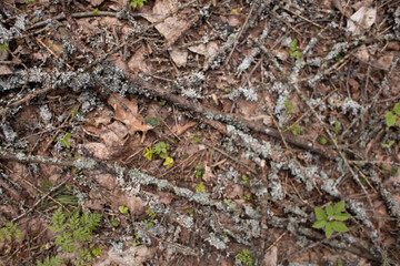 moss grows on trees in the forest, nature wakes up after winter,an ecologically clean place, no pollution,fresh air,woodlands for nature walks