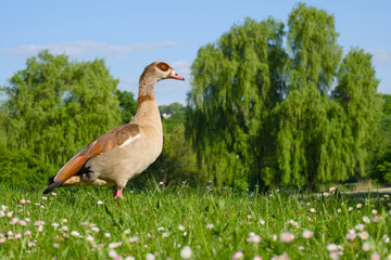 Egyptian goose is standing on the green grass close-up