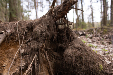 moss grows on trees in the forest, nature wakes up after winter,an ecologically clean place, no pollution,fresh air,woodlands for nature walks