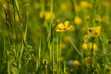 Ranunculus blossom in the sunset light close-up