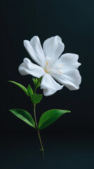 Fototapeta premium A pristine white flower with delicate petals blooms gracefully against a dark backdrop, showcasing its elegant form and subtle details in a captivating composition.