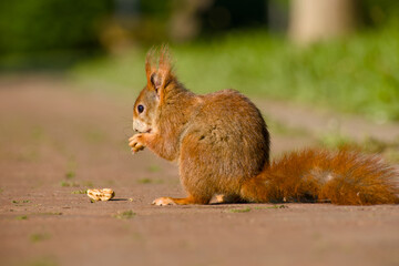 curious cute red squirrel is sitting on the path close-up	