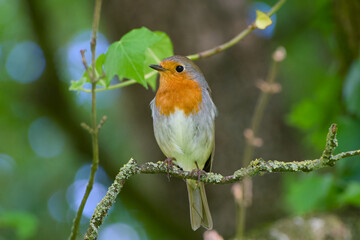 robin perching on a twig close-up portrait