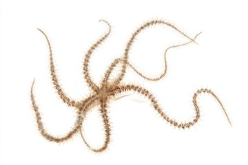 Brittle star, delicate arms, intricate detail, isolated on white background.