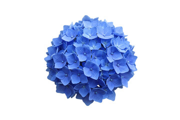 Fototapeta premium Single bright blue hydrangea flower head (hortensia) isolated on white background. Close up studio shot of lush summer garden bloom, botanical detail beauty.