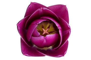 Single purple tulip flower head, close up top view, isolated on white background. Studio shot of vibrant spring garden bloom, botanical beauty floral detail.