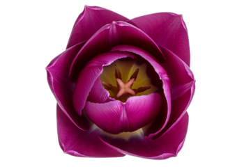 Single purple tulip flower head, close up top view, isolated on white background. Studio shot of vibrant spring garden bloom, botanical beauty floral detail.