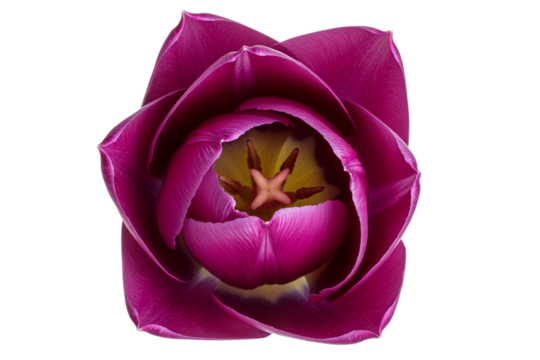 Single purple tulip flower head, close up top view, isolated on white background. Studio shot of vibrant spring garden bloom, botanical beauty floral detail.