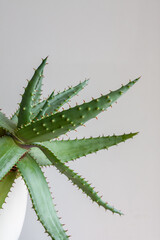 Fototapeta premium Detail os a cactus in a pot on a white wall background