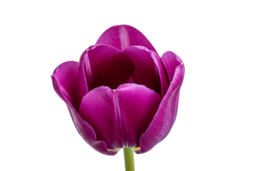 Single purple tulip flower head with open petals revealing inner texture, isolated on white background. Studio shot of vibrant spring garden bloom botanical detail.