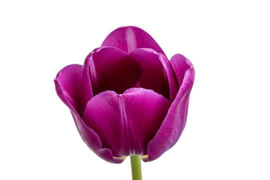 Single purple tulip flower head with open petals revealing inner texture, isolated on white background. Studio shot of vibrant spring garden bloom botanical detail.