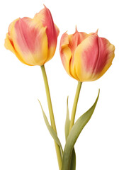 Fototapeta premium PNG Real Pressed yellow and pink tulip flowers plant inflorescence fragility.