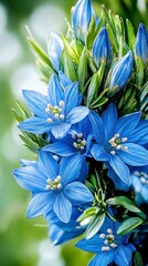 Close-up of Vibrant Blue Flowers