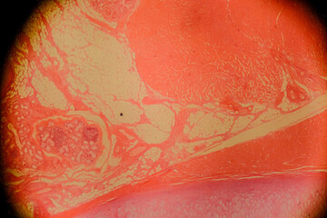 Human larynx under microscope showing vocal cords and cartilage l