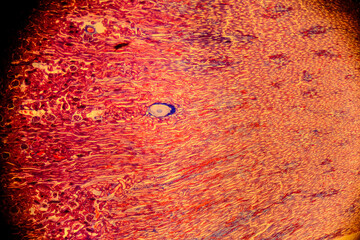 Cuboidal epithelium tissue under microscope showing cell structure and nuc