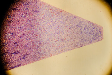 Cuboidal epithelium tissue under microscope showing cell structure and nuc