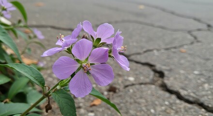 Purple Flower on Cracked Asphalt