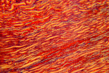Cuboidal epithelium tissue under microscope showing cell structure and nuc