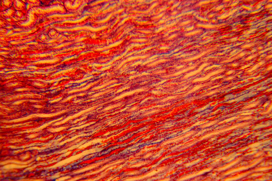 Cuboidal epithelium tissue under microscope showing cell structure and nuc