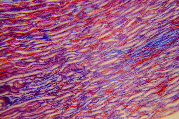 Cuboidal epithelium tissue under microscope showing cell structure and nuc