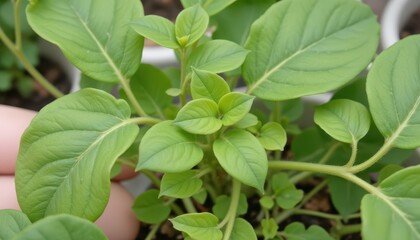 the mung bean seedling begins branching with side shoots emerging from leaf nodes. these branches are small but show leaf tips