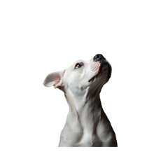 Curious White Pit Bull Terrier Looking Upward Against Transparent Background