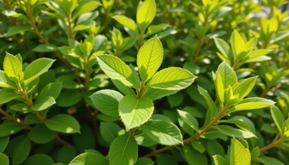 Obraz premium small side branches form near the base of leaf stems. the plant becomes bushier and more vibrant