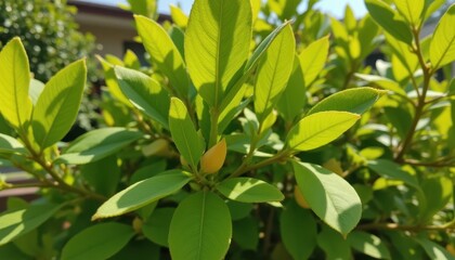 small side branches form near the base of leaf stems. the plant becomes bushier and more vibrant