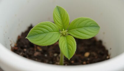 two more true leaves form symmetrically, broader and more defined. the plant is visibly larger. cotyledons begin to pale.