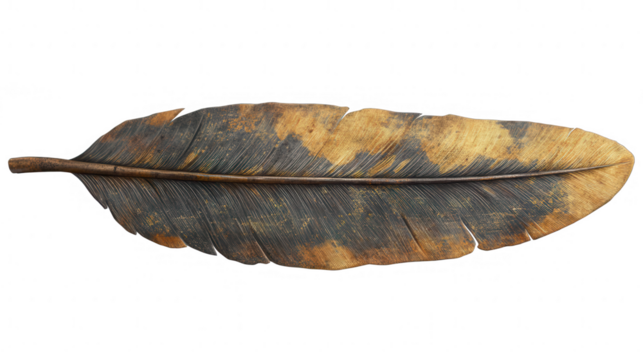 Isolated graceful feather PNG transparent background with intricate details