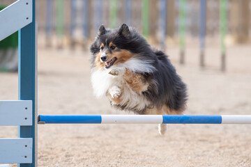 Fluffy Shetland Sheepdog leaps over a agility hurdle in a sandy training area